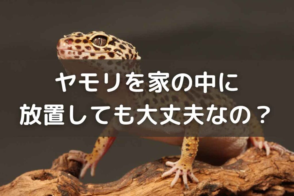 ヤモリを家の中に放置しても問題ないの?縁起が良いのか解説 - ロイヤルよっちゃんブログ・役立つ雑学
